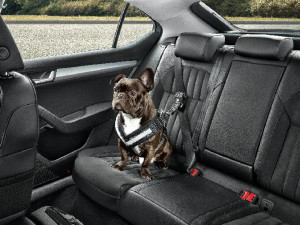 Skoda Hundeschutzgurt Größe M - mittelgroße Hunde Gurt Anschnallgurt Hundegurt 000019409B